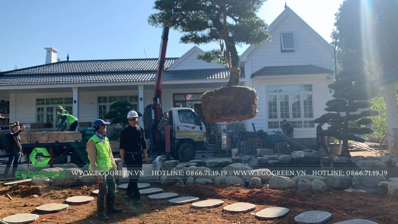 Cách chăm sóc cây cảnh để nở đẹp đúng ngày Tết 2026